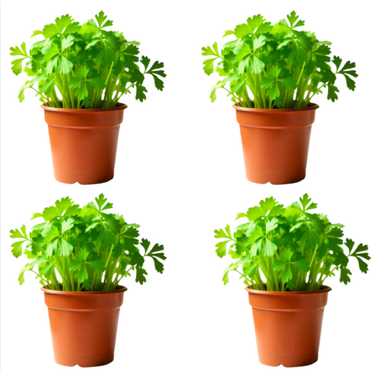 Pack 4 Plantas de Cilantro