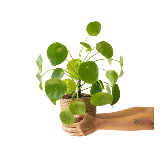 Pack de 2 Pileas  Peperomioides