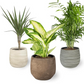 Pack 3 x Plantas Purificadoras del Aire Naturales:1x Dieffenbachia, 1x Palmera Chamaedorea 1x Dracena Marginata