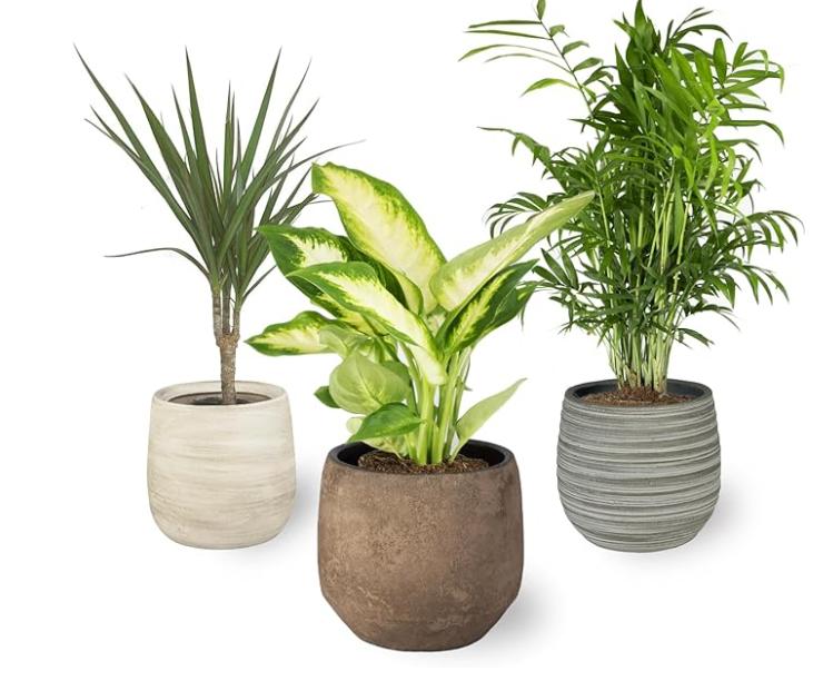 Pack 3 x Plantas Purificadoras del Aire Naturales:1x Dieffenbachia, 1x Palmera Chamaedorea 1x Dracena Marginata