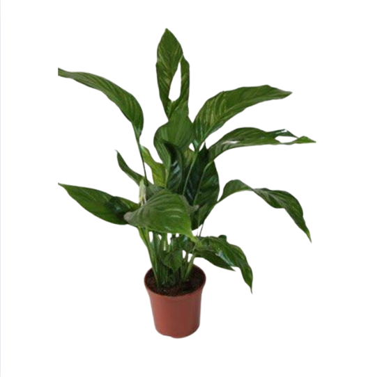 Spathiphyllum