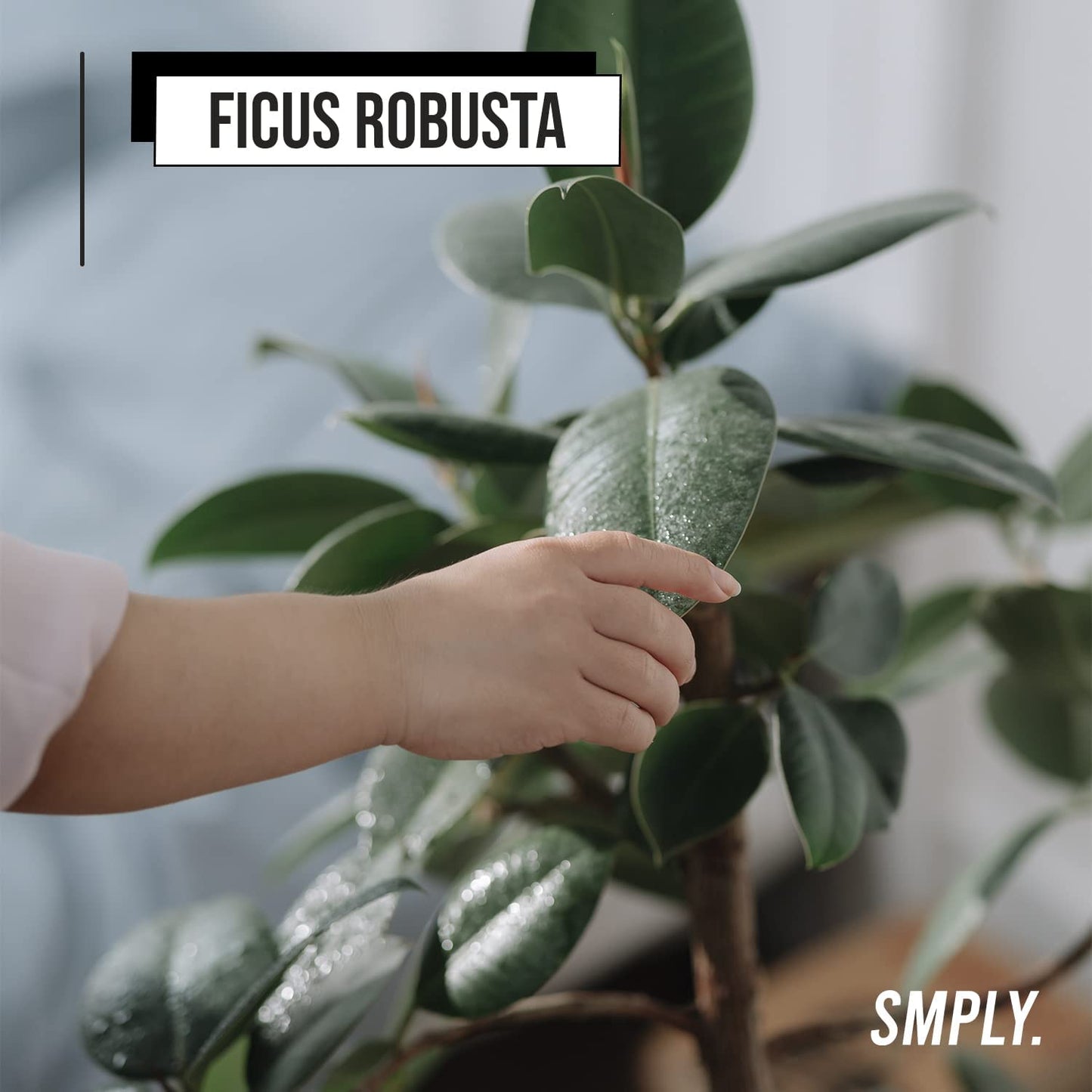 Ficus Robusta planta muy decorativa de brillantes y gruesas hojas smply hojas verdes.