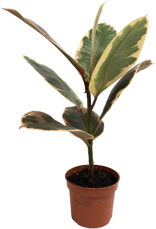 Ficus elastica , o gomero, árbol del caucho o ficus robusta smply