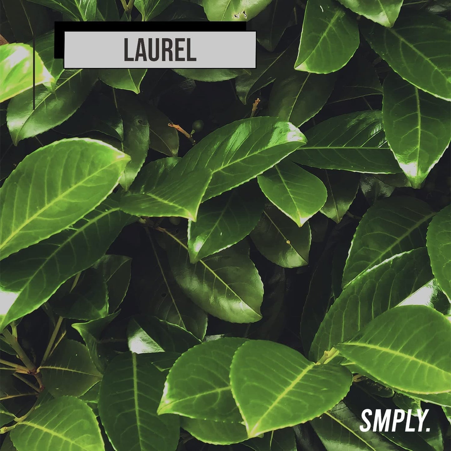 El laurel es un árbol de hoja perenne de origen mediterráneo.
