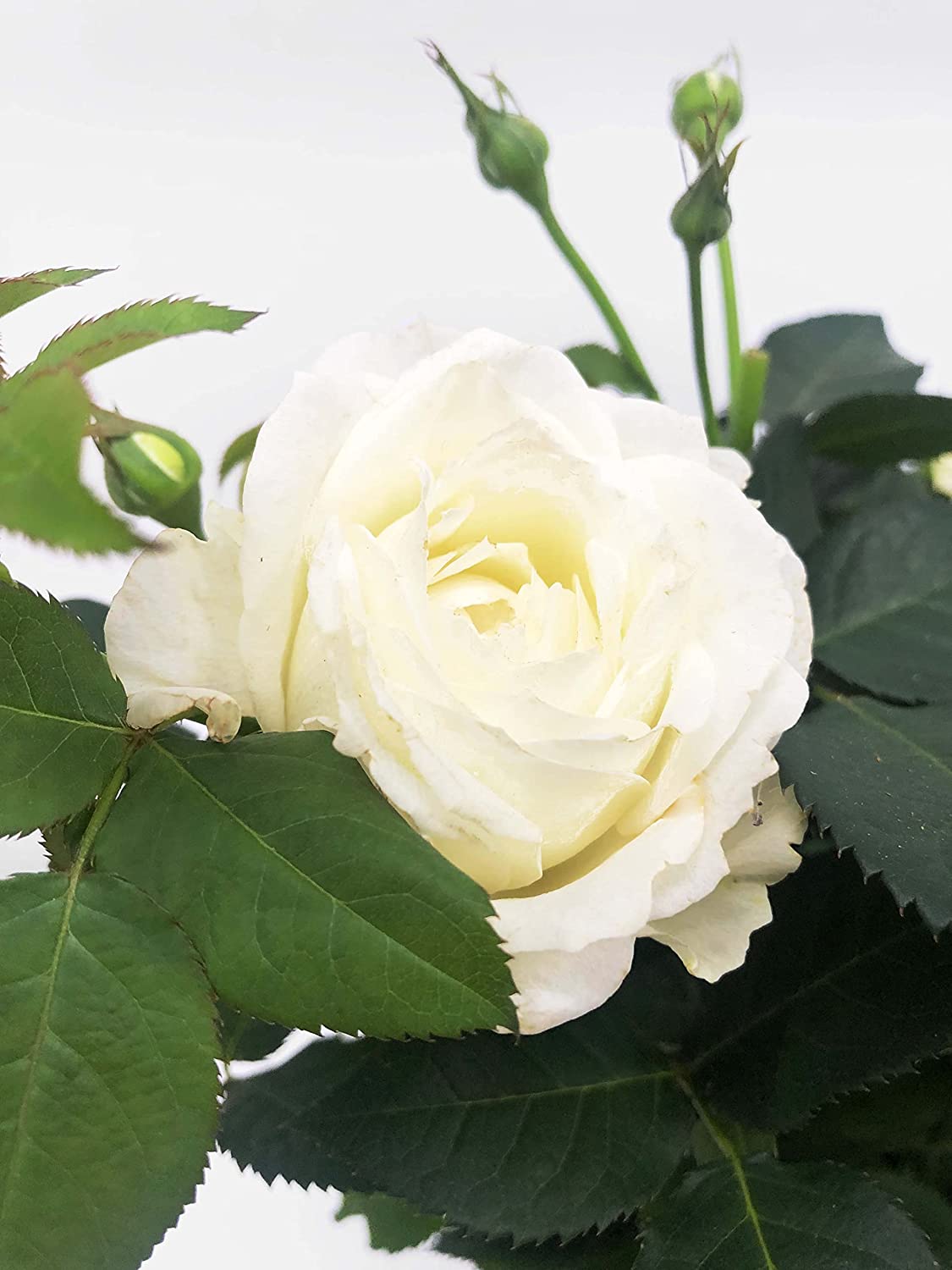 El rosal mini es una planta de porte compacto que destaca por su buena capacidad de floración.