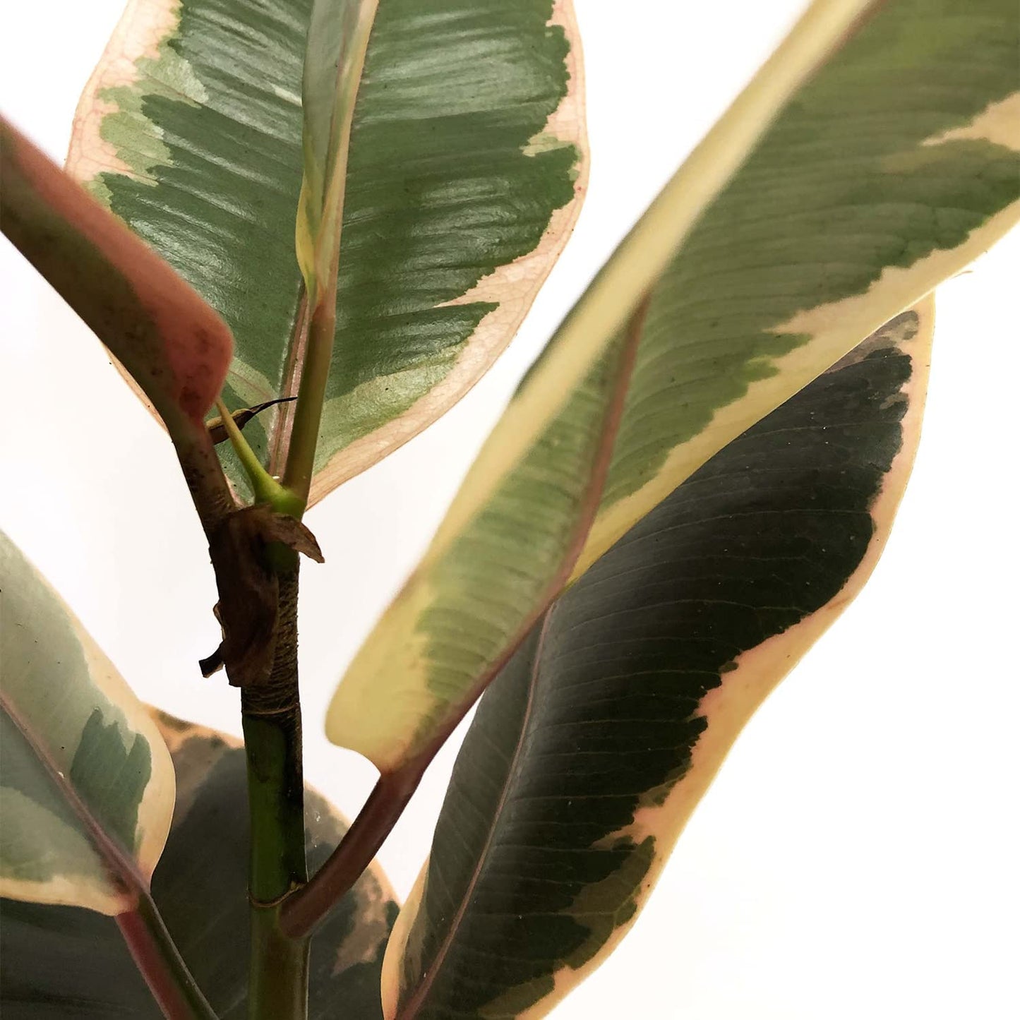 Ficus elastica brillantes y gruesas hojas de buen tamaño en tonos verdes, amarillos o cremas smply. smply
