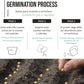 Proceso de germinación semillas cilantro