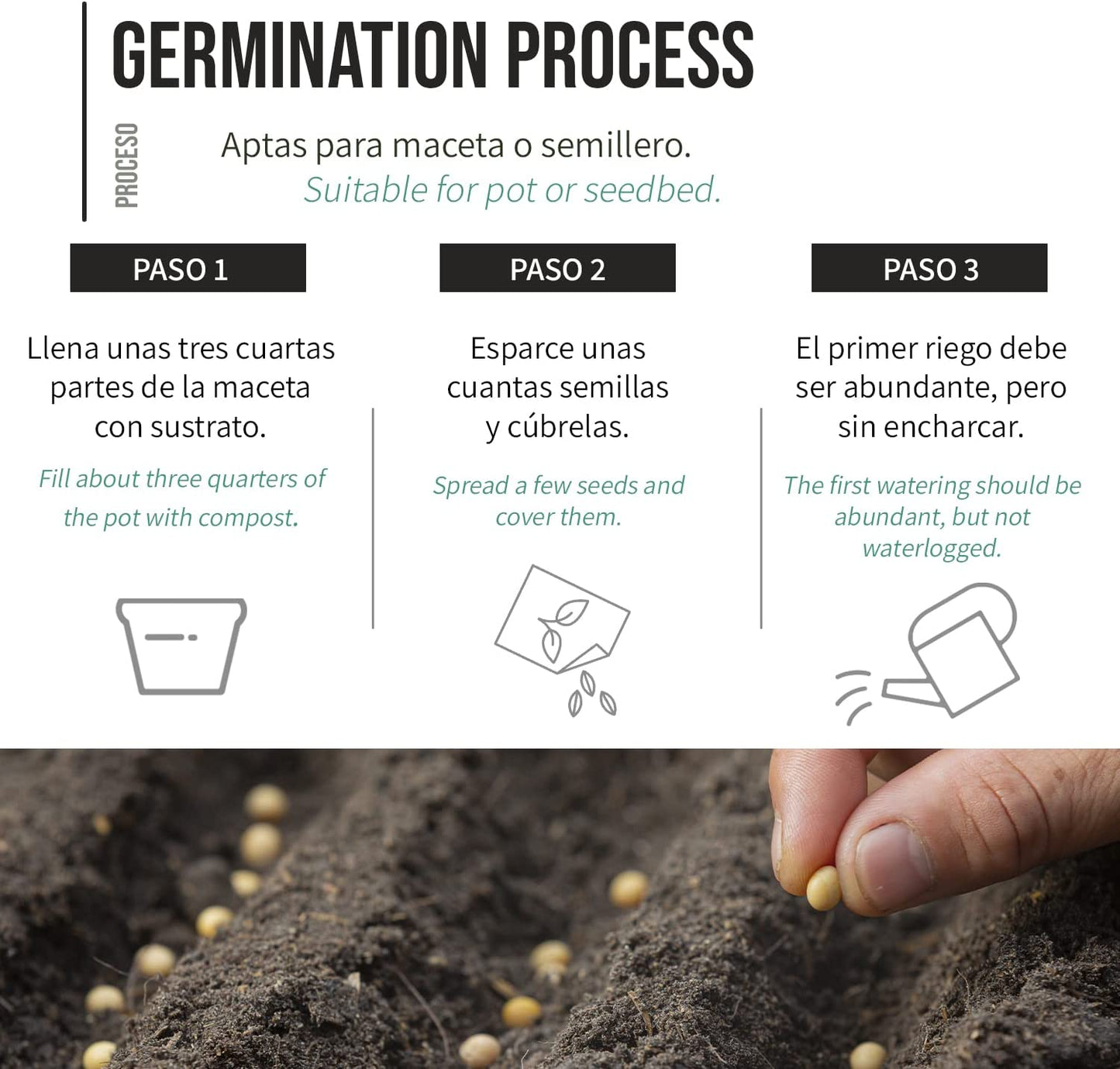 Proceso de germinación semillas kale
