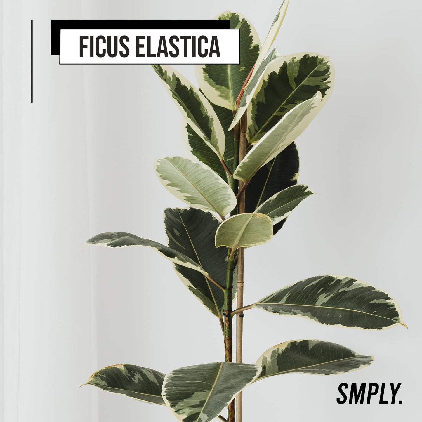 Ficus elastica con brillantes y gruesas hojas smply