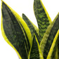 Detalle hojas de Sansevieria lngua de suegra