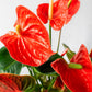 Anthurium Rojo en la tienda  SMPLY PLANTS.