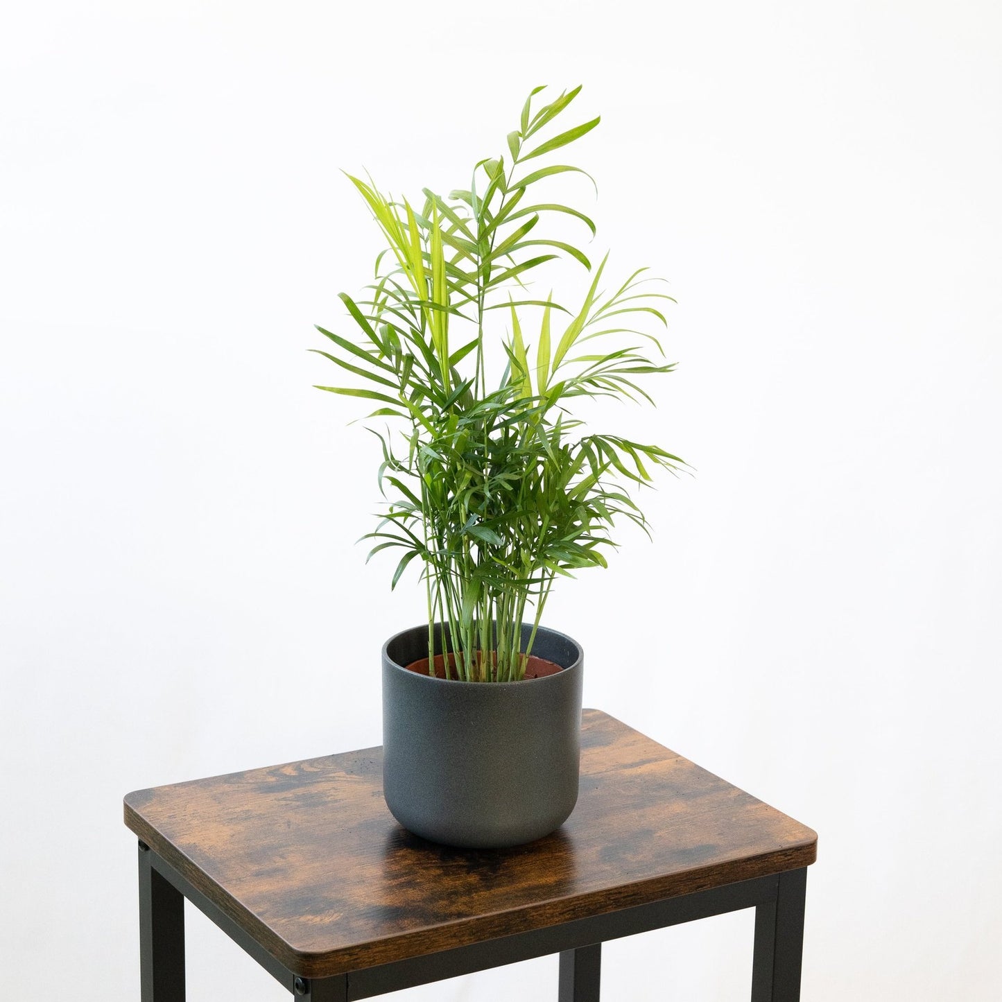 Chamaedorea Elegans Opiniones DECOALIVE Palmerita Mini Para