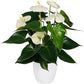 Anthurium Blanco