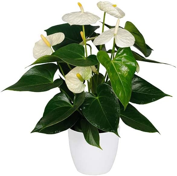 Anthurium Blanco