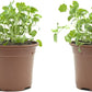 Pack 2 Plantas de Cilantro