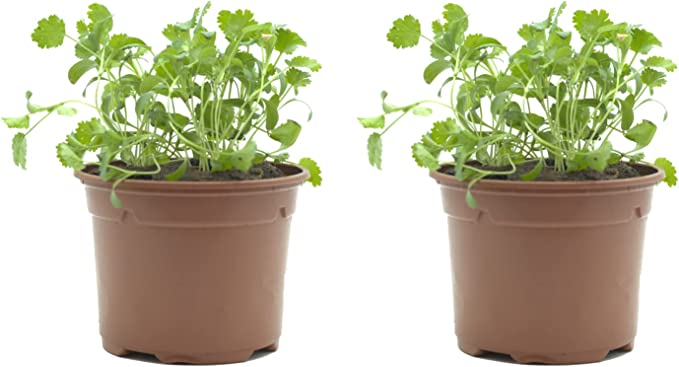 Pack 2 Plantas de Cilantro