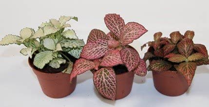 Pack 3 Fitonias Naturales - para Interior o Exterior - Planta Natural Flores Tropicales - Decoración Hogar o Regalo - Maceta Ø 9 cm