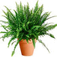 Planta Helecho Natural Viva  En maceta M15