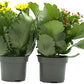Pack 2 Kalanchoes
