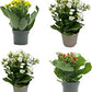 Pack 4 Kalanchoes - Flores Ornamentales