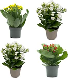 Pack 4 Kalanchoes - Flores Ornamentales