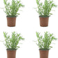 Pack 4 Lavandas Dentata