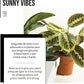Pack Ahorro Maranta + Monstera