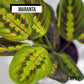 Pack Ahorro Maranta + Monstera