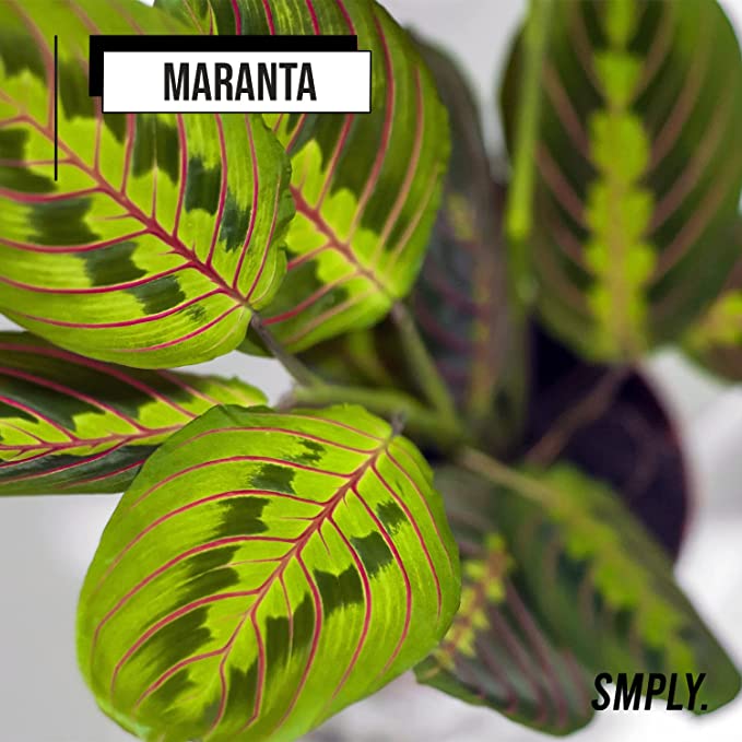 Pack Ahorro Maranta + Monstera