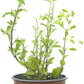 Planta Natural de Mejorana - Planta Aromática