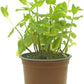 Planta Aromática  - Menta