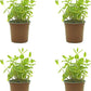 Pack 4  Planta Naturales  de Menta