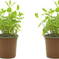 Planta de Menta - Pack de 2