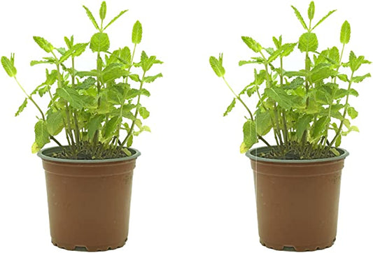 Planta de Menta - Pack de 2