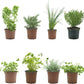 Pack Ahorro 8 Aromáticas