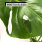 Pack Ahorro Maranta + Monstera