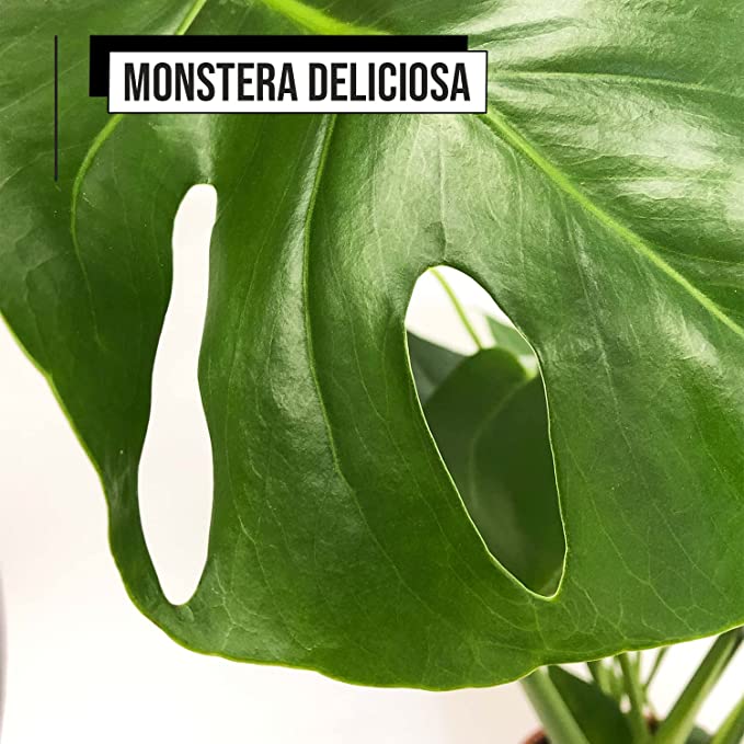 Pack Ahorro Maranta + Monstera