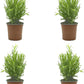 Pack 4 Romero  Romero Rastrero - Planta Natural Aromática