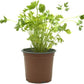 Planta Natural Perejil