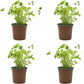 Pack 4 Perejil planta Natural