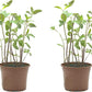 Pack 2 Mentas Piperita