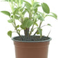 Planta Natural de Salvia
