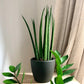 Sansevieria Cylindrica SMPLY. PLANTS
