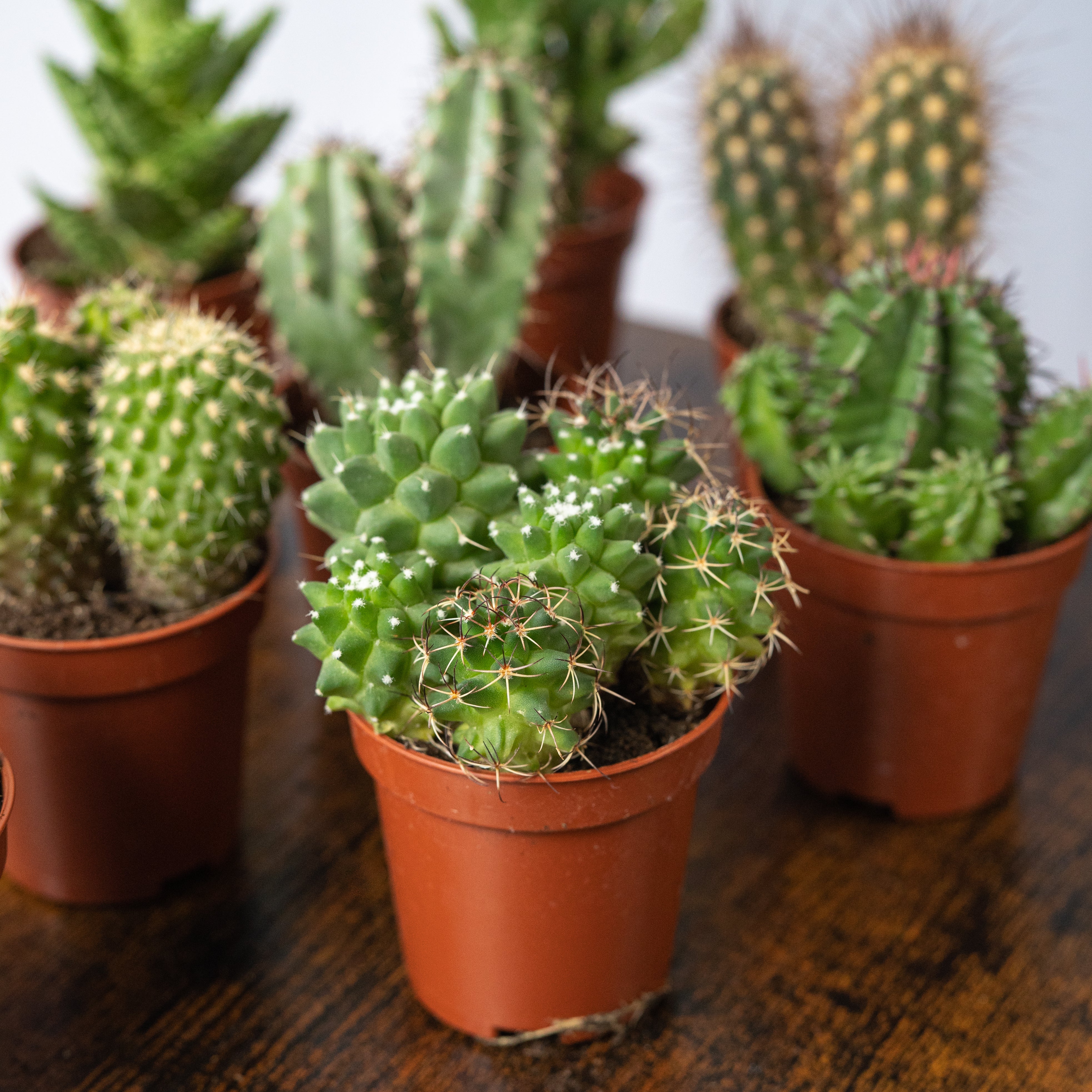 Plantas de cactus naturales en venta