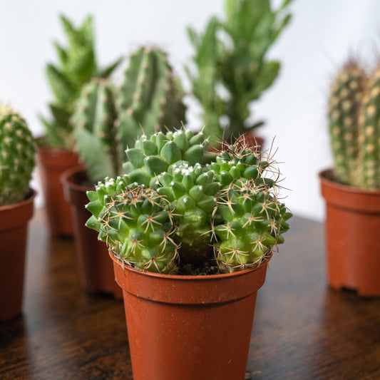 Pack Ahorro 10 cactus en la tienda  SMPLY PLANTS.