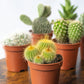 Pack Ahorro 10 cactus en la tienda  SMPLY PLANTS.