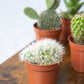 Pack Ahorro 10 cactus en la tienda  SMPLY PLANTS.