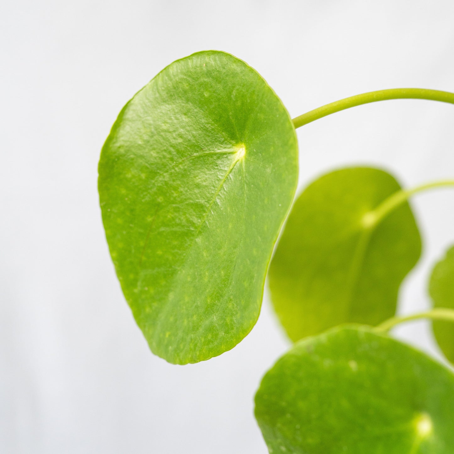 Pack de 2 Pileas en la tienda  SMPLY PLANTS.