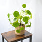 Pack de 2 Pileas en la tienda  SMPLY PLANTS.