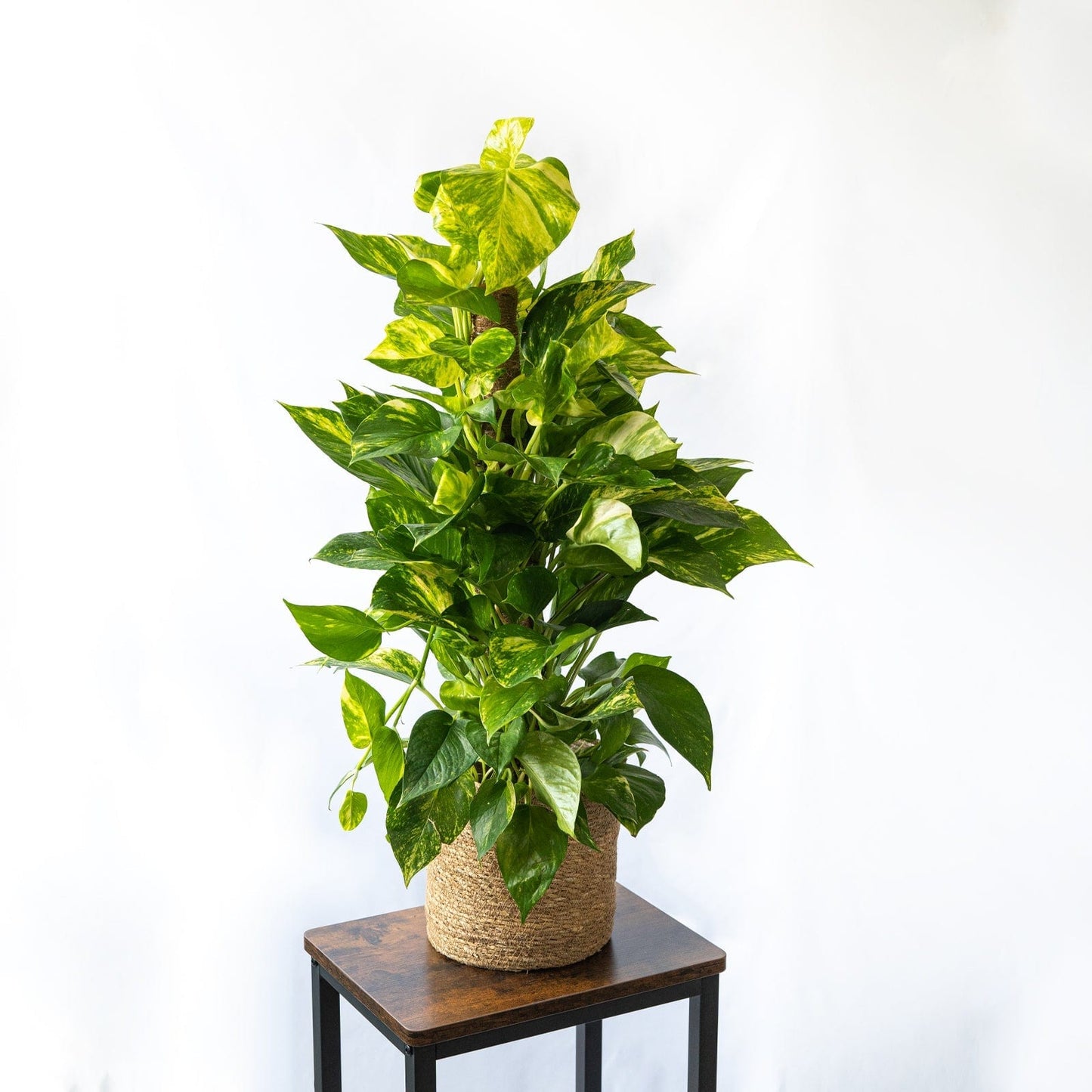 El Pothos es una planta trepadora muy agradecida por sus fáciles cuidados y su velocidad de crecimiento.